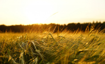 Vývoj počasia znížil očakávania farmárov v prípade úrody obilia