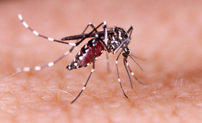 Dotieravé komáre nám kazia leto: 7 tipov ako sa ochrániť