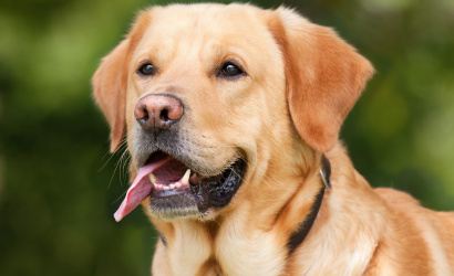 Zo zákona vyplýva každému majiteľovi psa povinnosť evidovať svojho psa