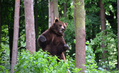 Envirorezort predstavil kroky na minimalizovaní rizika stretu človeka a medveďa na Slovensku