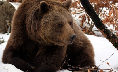 Taraba sa dohodol s KDH na spoločnom zákone o odstrele medveďa