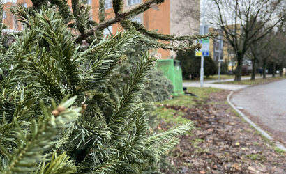 Zber a recyklácia odložených vianočných stromčekov v januári