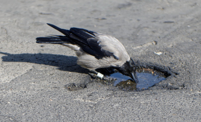 Vtáčia chrípka zasiahla Trnavský okres