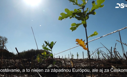 Embedded thumbnail for Projekt popularizuje krytokorenné sadenice, ktoré lepšie odolávajú klimatickým zmenám