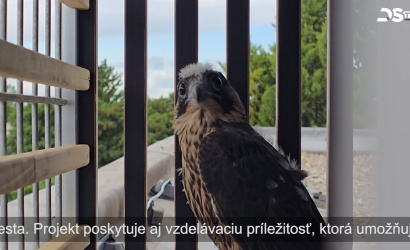 Embedded thumbnail for Do Dunajskej Stredy dorazili prvé sokoly sťahovavé – cieľom je bojovať proti premnoženiu holubov 