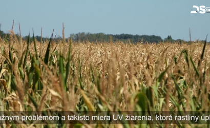 Embedded thumbnail for Kukurica je na mnohých miestach spálená a očakávajú sa výpadky úrody