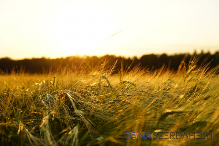 Ilustračný záber, Pixabay.com Vývoj počasia znížil očakávania farmárov v prípade úrody obilia