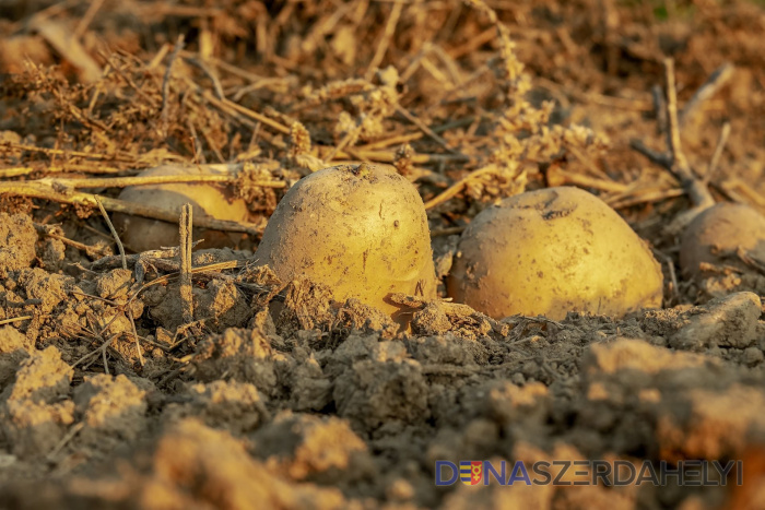 Illusztrációs felvétel, Pixabay.com Zemiaky by sa na Slovensku mohli prestať pestovať