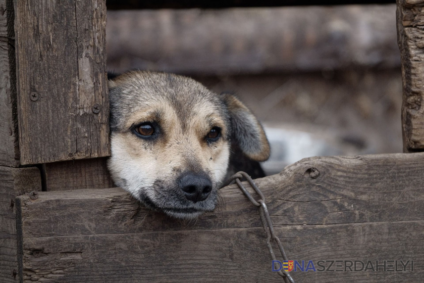 Sloboda zvierat chce pokračovať v boji proti držaniu psov na reťazi, zintenzívni kampaň