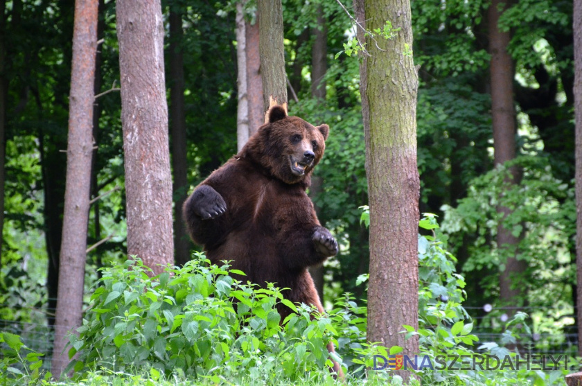 Envirorezort predstavil kroky na minimalizovaní rizika stretu človeka a medveďa na Slovensku