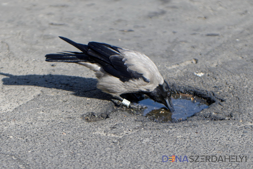 Vtáčia chrípka zasiahla Trnavský okres