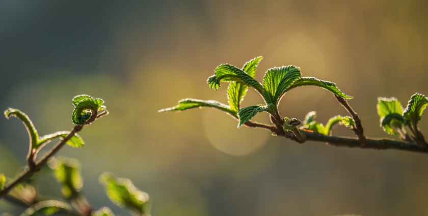 Hodiny sa dnes ráno posunuli o hodinu dopredu, čím sa začal letný čas