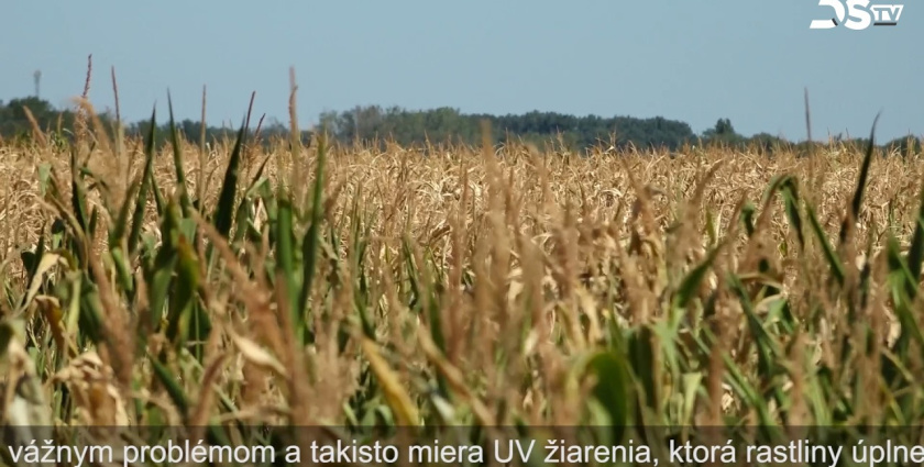 Embedded thumbnail for Kukurica je na mnohých miestach spálená a očakávajú sa výpadky úrody