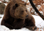 Taraba sa dohodol s KDH na spoločnom zákone o odstrele medveďa
