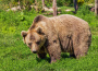 Tarabov zákon o zjednodušenom odstrele medveďov prešiel ústavnou väčšinou